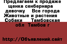 Предлагаем к продаже щенка сенбернара - девочку. - Все города Животные и растения » Собаки   . Тамбовская обл.,Тамбов г.